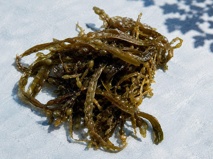 Algue marine